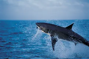 Attacking: Great White / White / White Pointer SHARK - Breaching