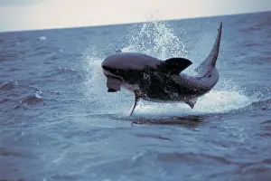 Attacking: Great White / White / White Pointer SHARK - Breaching