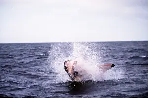 Attacking: Great White / White / White Pointer SHARK - Breaching