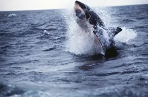 Attacking: Great White / White / White Pointer SHARK - Breaching