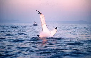 Pointer: Great White / White / White Pointer SHARK - breaching