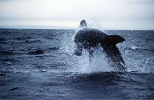 Attacking: Great White / White / White Pointer SHARK - Breaching