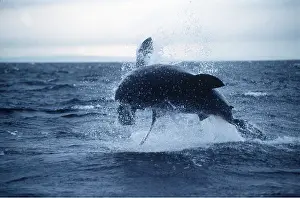 Attacking: Great White / White / White Pointer SHARK - Breaching