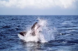 Attacking: Great White / White / White Pointer SHARK - Breaching