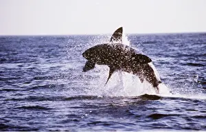 Attacking: Great White / White / White Pointer SHARK - breaching