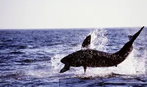 Attacking: Great White / White / White Pointer SHARK - breaching