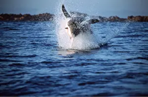 Attacking: Great White / White / White Pointer SHARK - Breaching