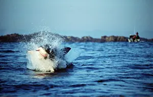 Attacking: Great White / White / White Pointer SHARK - Breaching