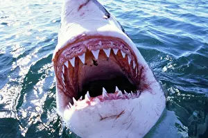 Carcharias: Great White / White / White Pointer SHARK - C/U MOUTH