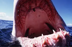 Jaws: Great White / White / White Pointer SHARK - C/U TEETH