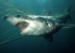 Casualties: Great White / White / White Pointer SHARK - caught in nets