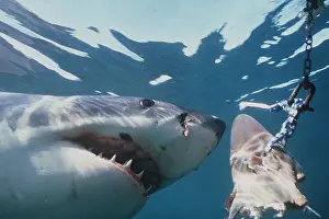 Pointer: Great White / White / White Pointer SHARK - chasing bait