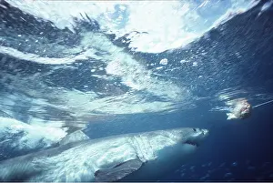 Attacking: Great White / White / White Pointer SHARK - chasing bait