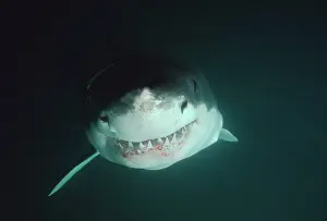 Carcharias: Great White / White / White Pointer SHARK - close