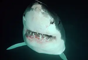 Carcharias: Great White / White / White Pointer SHARK - close