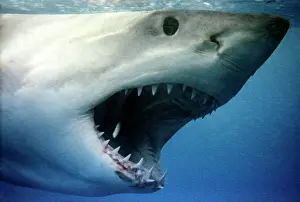 Carcharodon: Great White / White / White Pointer SHARK - close up of head
