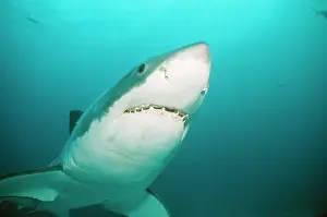 Douglas David Seifert: Great White / White / White Pointer SHARK - close-up