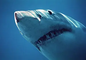 Great White / White / White Pointer SHARK - close-up