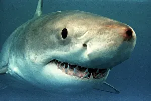 Carcharodon: Great White / White / White Pointer SHARK - close-up