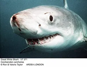 Carcharias: Great White / White / White Pointer SHARK - close-up of head