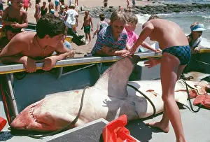Carcharodon: Great White / White / White Pointer SHARK - dead