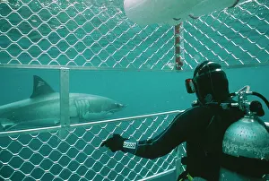 Douglas David Seifert: Great White / White / White Pointer SHARK - diver
