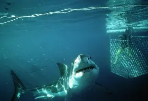 Carcharodon: Great White / White / White Pointer Shark - diver