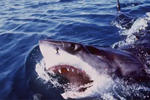 Pointer: Great White / White / White Pointer SHARK - Emerging