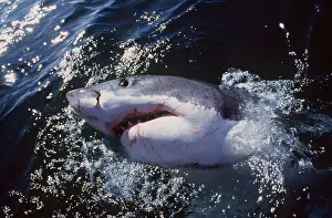 Pointer: Great White / White / White Pointer SHARK - Emerging
