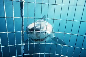 Pointer: Great White / White / White Pointer SHARK - facing