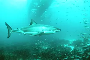 Douglas David Seifert: Great White / White / White Pointer SHARK - with other fish