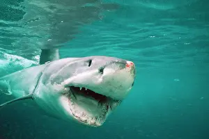 Douglas David Seifert: Great White / White / White Pointer SHARK - front-view