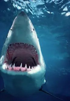Carcharodon: Great White / White / White Pointer SHARK - head