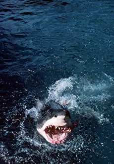 Carcharias: Great White / White / White Pointer SHARK - head