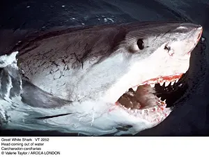 Carcharias: Great White / White / White Pointer SHARK - Head