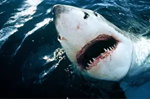 Ralf Kiefner: Great White / White / White Pointer SHARK - HEAD