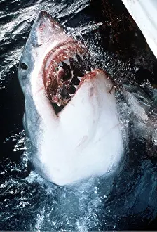 Attacking: Great White / White / White Pointer SHARK - head