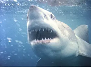 Sharks: Great White / White / White Pointer SHARK - Head and teeth