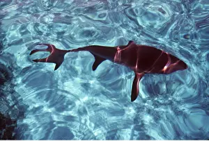 Pointer: Great White / White / White Pointer SHARK - Image