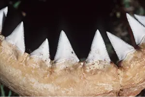 Jaws: Great White / White / White Pointer SHARK - jaw close up