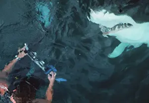 Carcharias: Great White / White / White Pointer SHARK - just