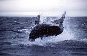 Attacking: Great White / White / White Pointer SHARK leaping