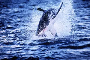 Pointer: Great White / White / White Pointer SHARK - Leaping