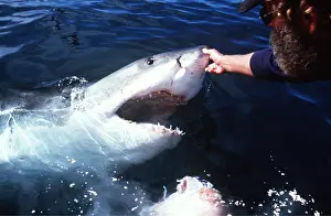 Pointer: Great White / White / White Pointer SHARK - Man