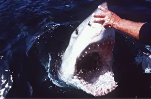 Pointer: Great White / White / White Pointer SHARK - man