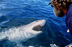 Pointer: Great White / White / White Pointer SHARK - & MAN