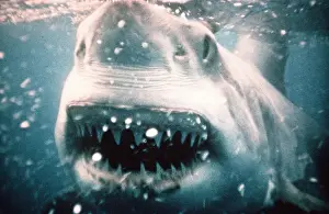 Jaws: Great White / White / White Pointer SHARK - MOUTH OPEN