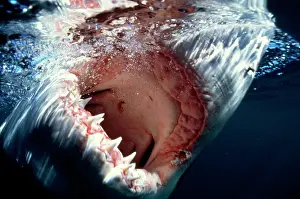 Carcharias: Great White / White / White Pointer SHARK - Mouth U/W