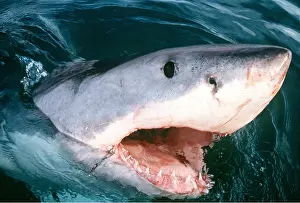 Noses: Great White / White / White Pointer SHARK - with open mouth