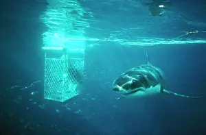 Carcharodon: Great White / White / White Pointer SHARK - passes